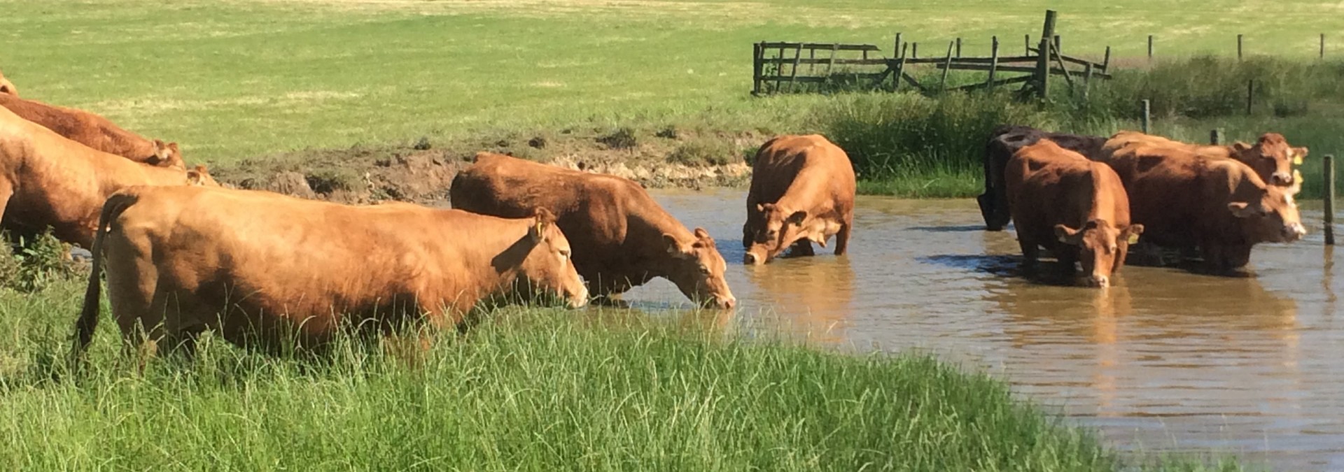 Meeting the Peak locals!