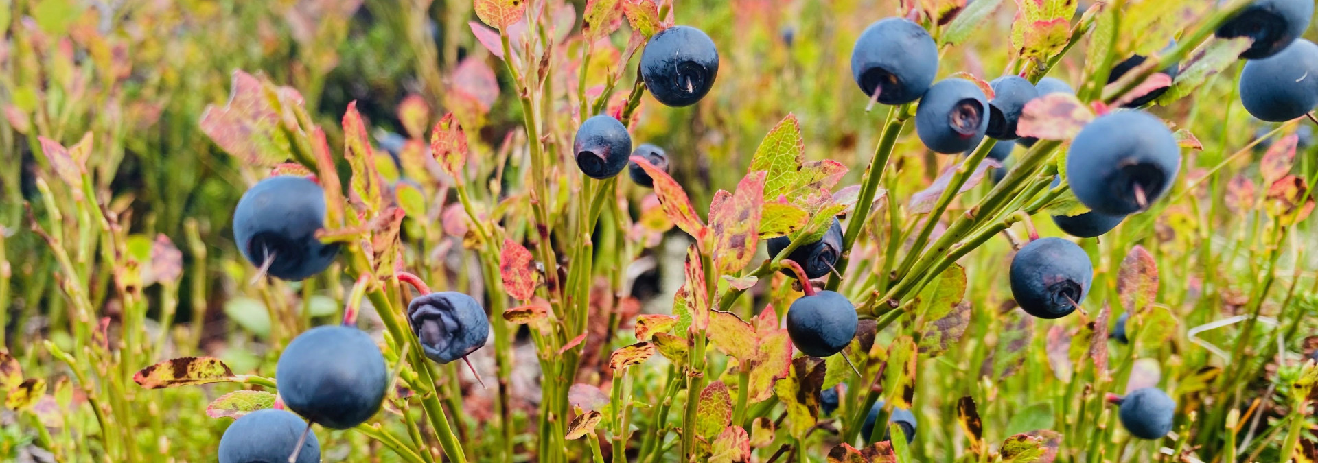 Autumn colours on the fjell