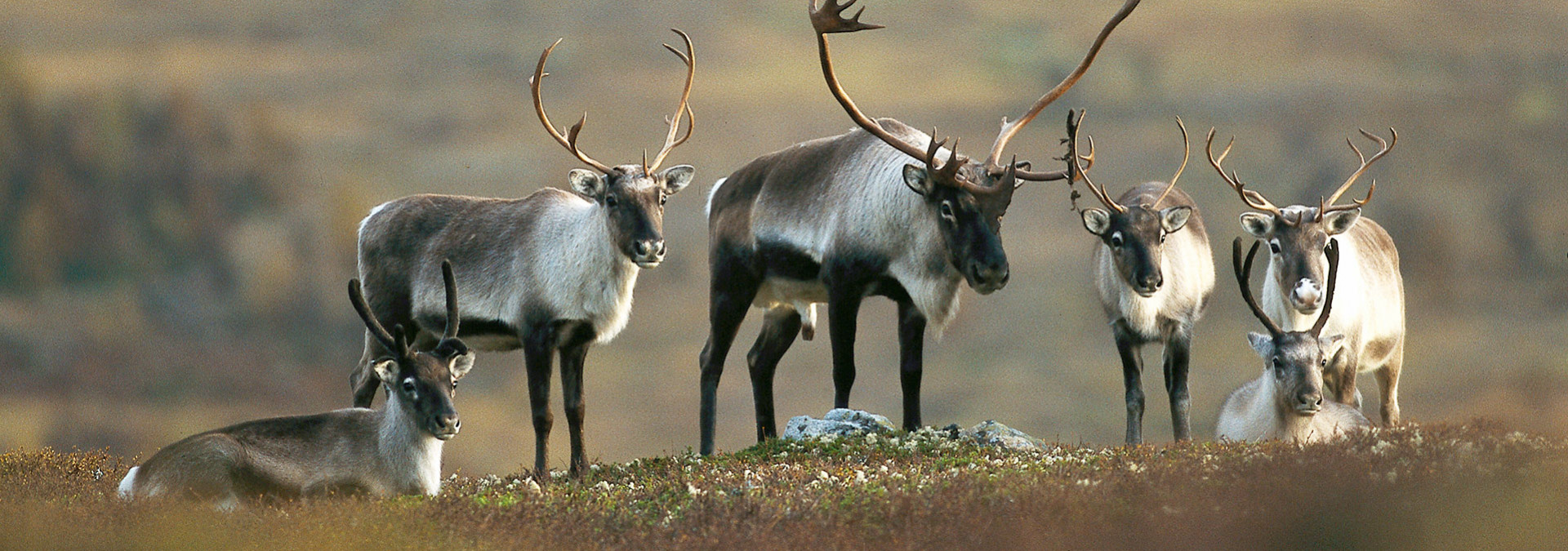 Reindeer herd in Rondane 