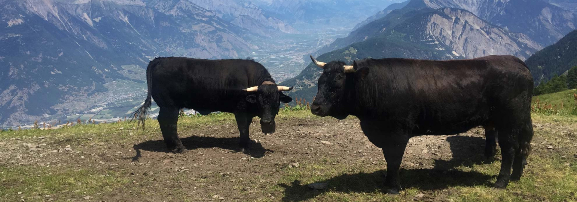 Classic Tour du Mont Blanc -&nbsp; Val d'Herens cows
