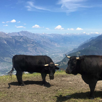 Classic Tour du Mont Blanc -&nbsp; Val d'Herens cows